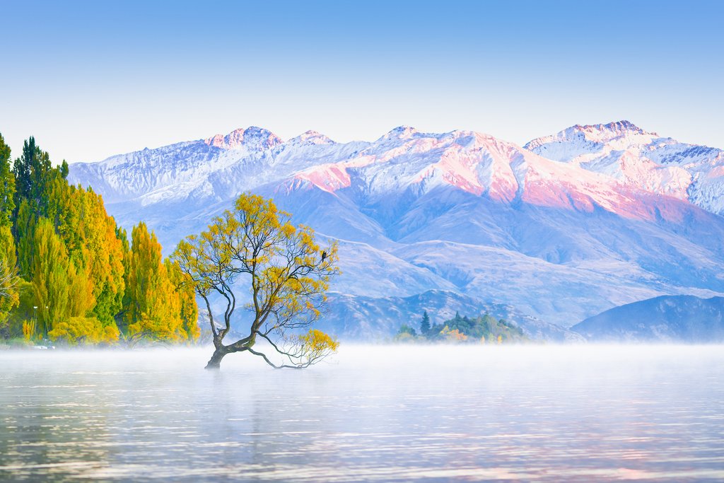 Reflection Tree at Lake Wanaka