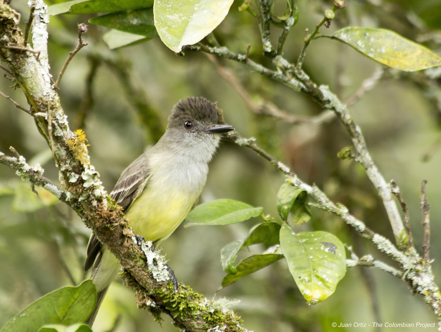 Apical Flycatcher