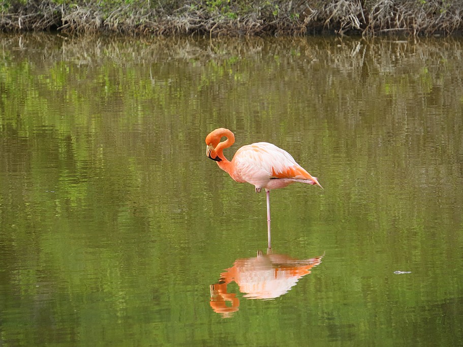 Flamingo