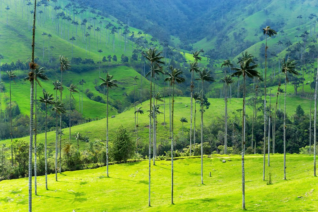 The wax palms of the Valle de Cocora