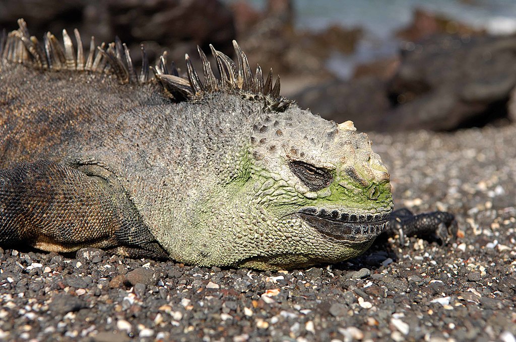 Iguana on Española Island