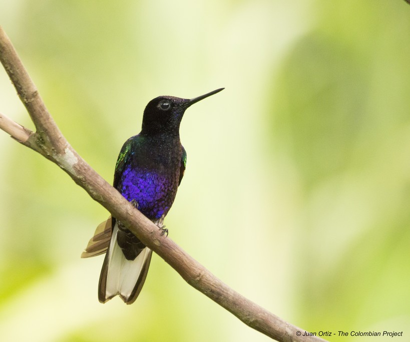 Velvet-purple Coronet.
