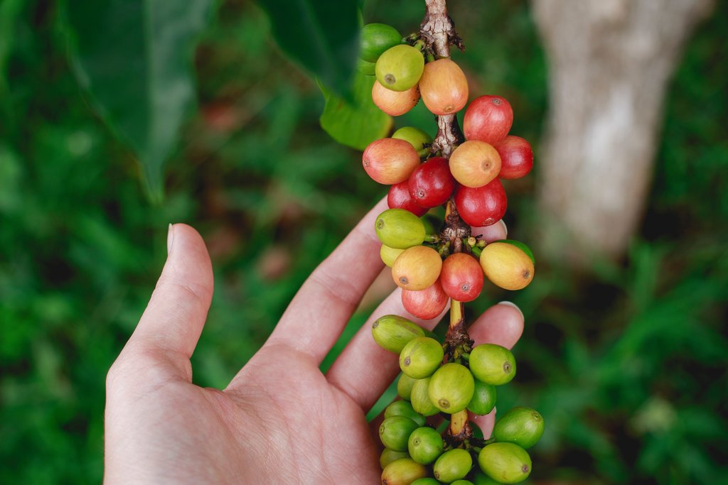 Coffee tour