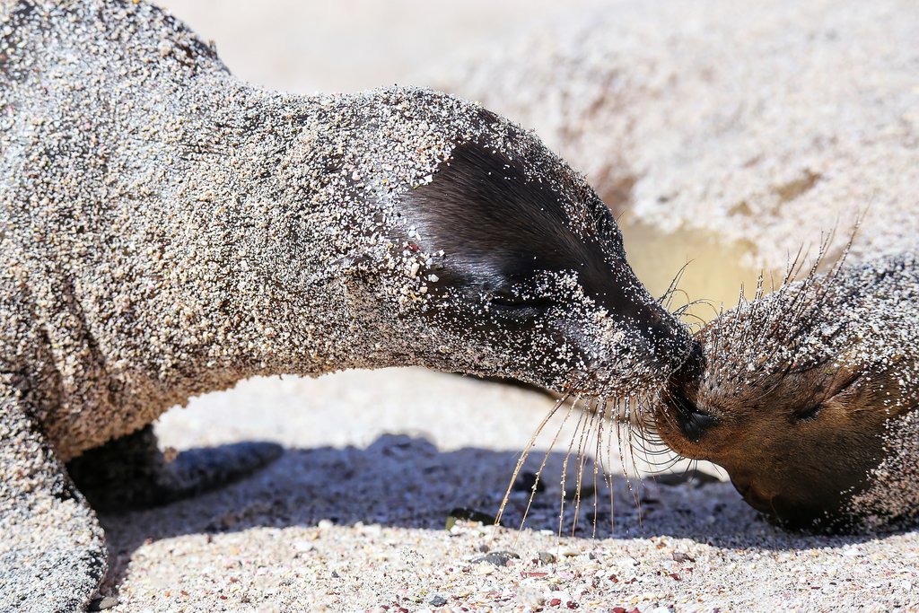 Lion seals in the sand