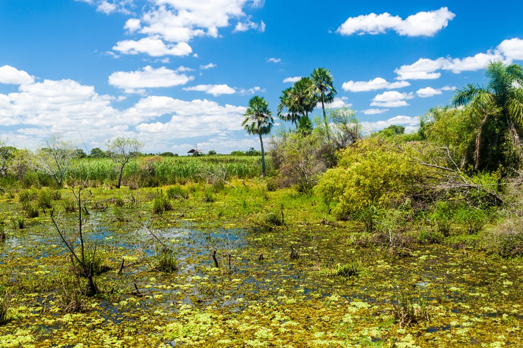 Iberá Wetlands