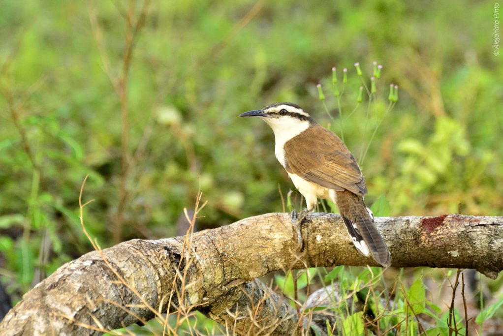 Bicolored Wren