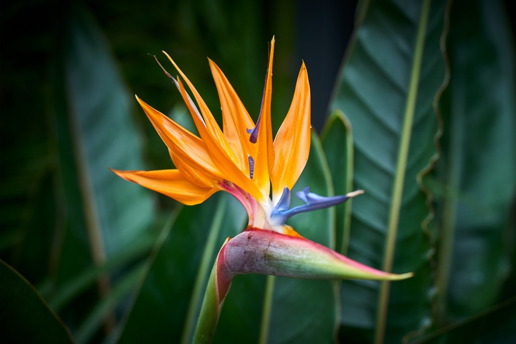 Local flora