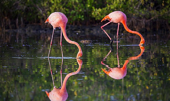 Flamingo in the wetlands of Isabela Island