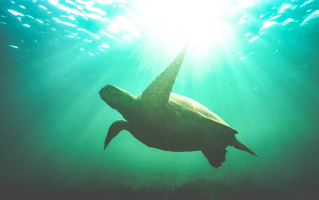 Sea turtle