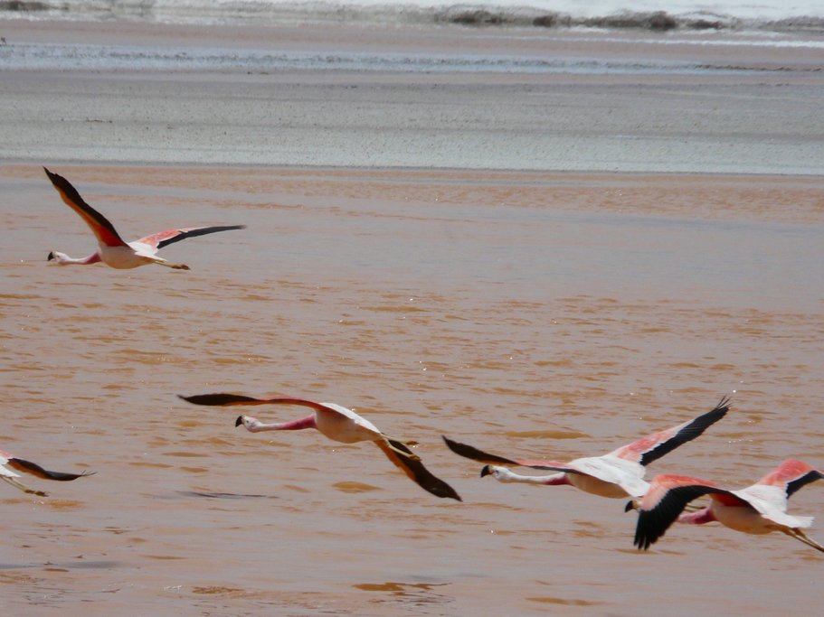 The hearty, high-altitude flamingos of the Laguna Colorada.