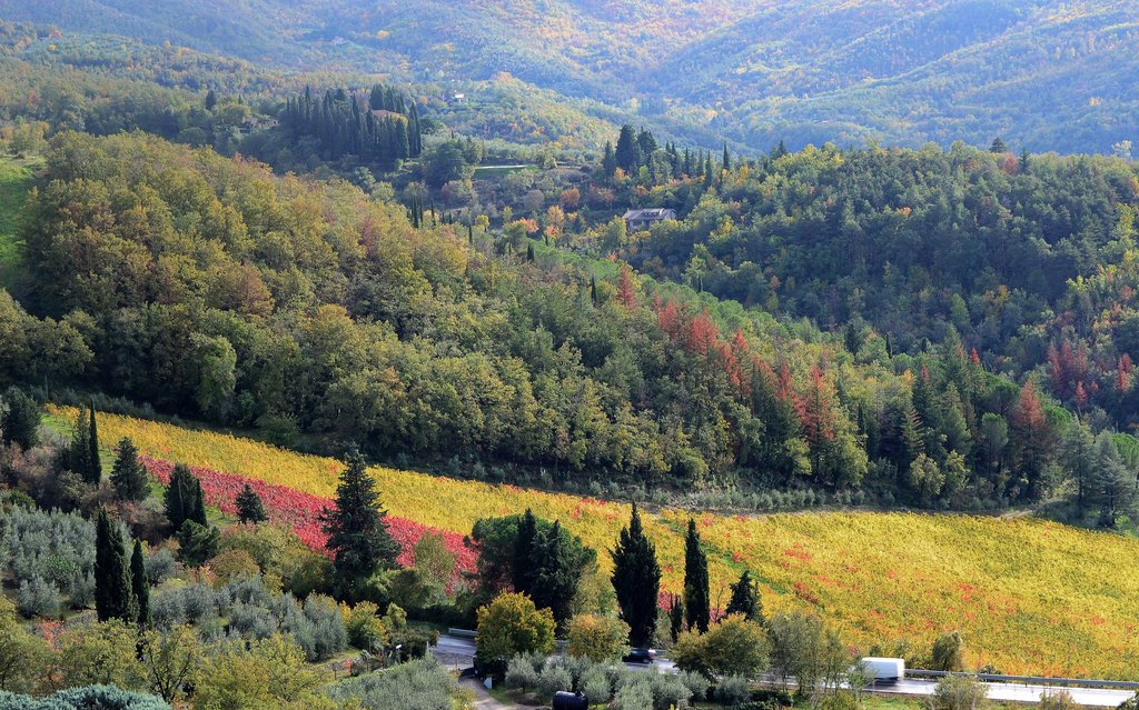 Hunt for truffles in Tuscany's forests.