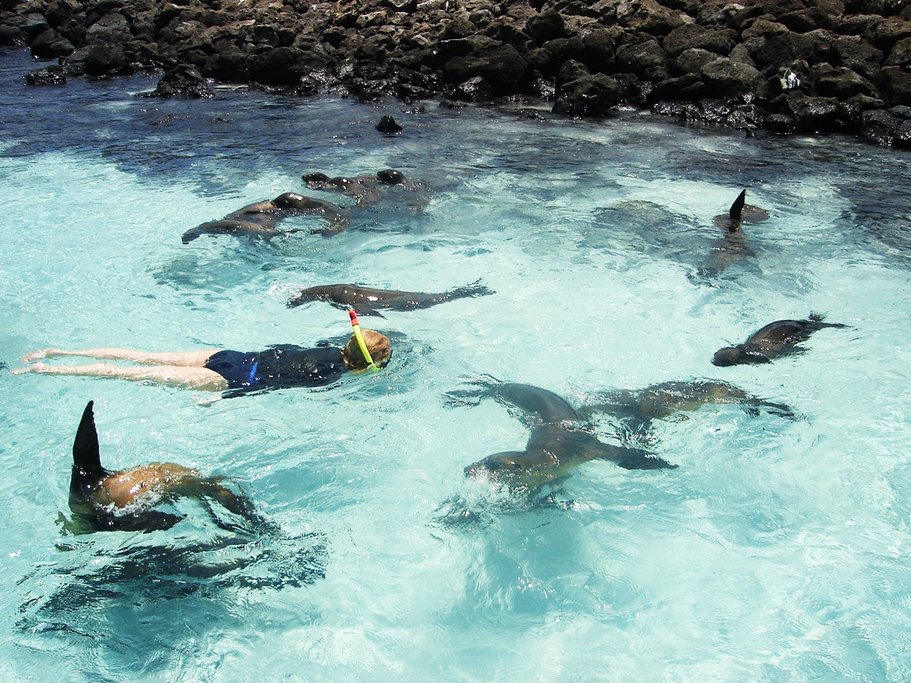 Swimming with sea lions