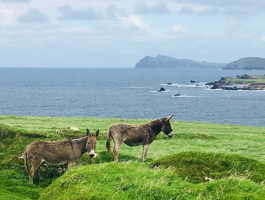Some of the locals