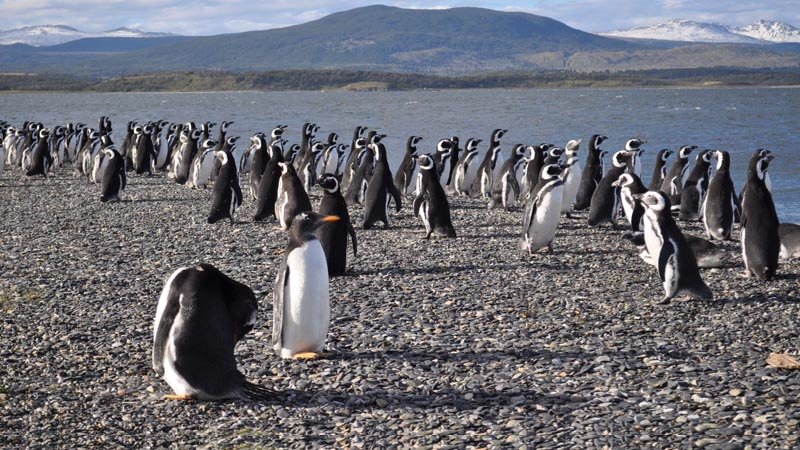 View the native penguins off Martillo Island