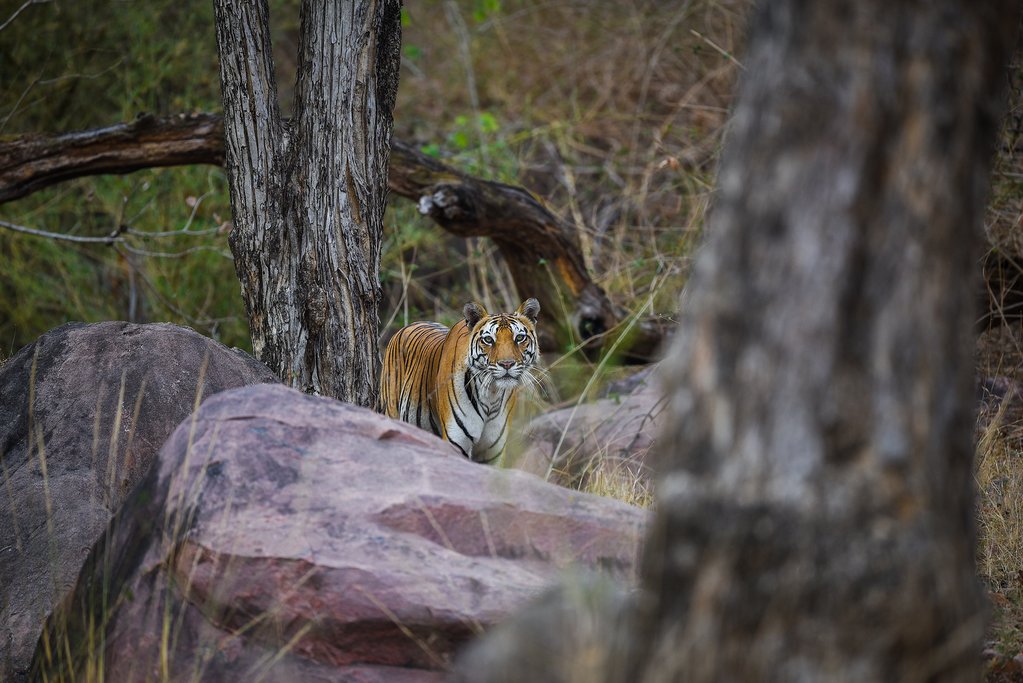 Today's your last chance to see a Bengal Tiger before we return to Delhi