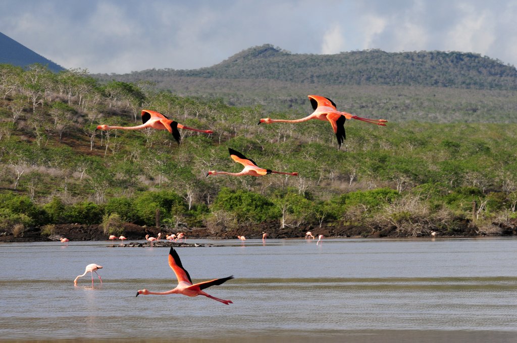 Flamingos flying