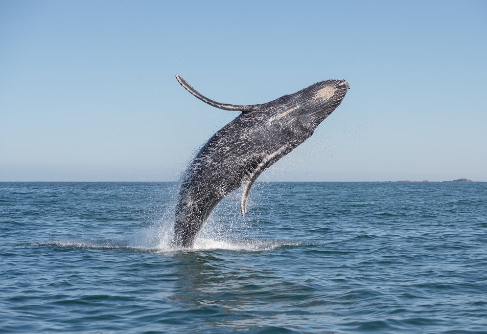 This is a popular spot for humpback whales.