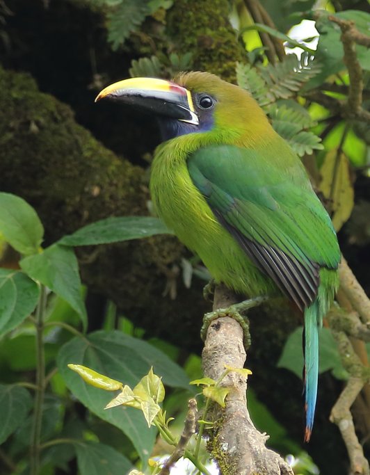 A blue throated toucanet