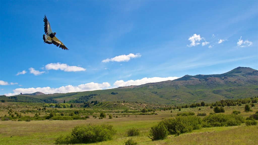 Landscape of Patagonian steppe in Argentina