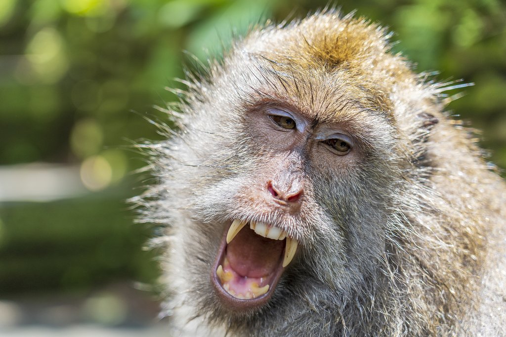 Visit the Monkey Forest