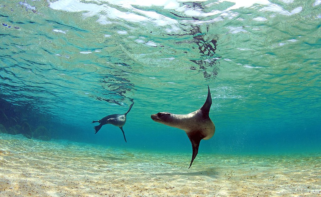 Sea lions diving