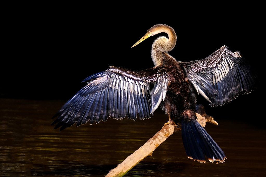 The anhinga, or