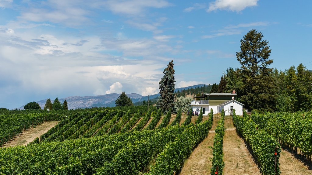 A vineyard in Penticton