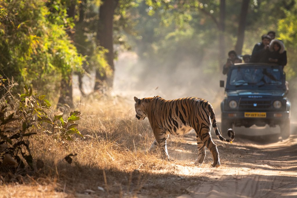 Bengal tiger on a sunrise safari
