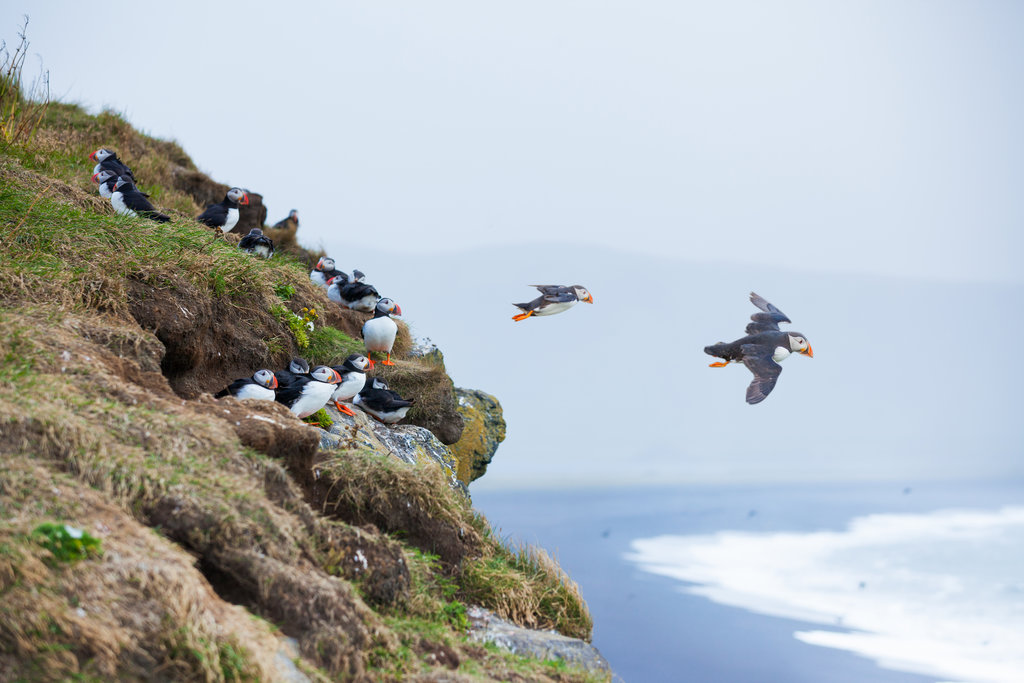 Puffins on cliffs