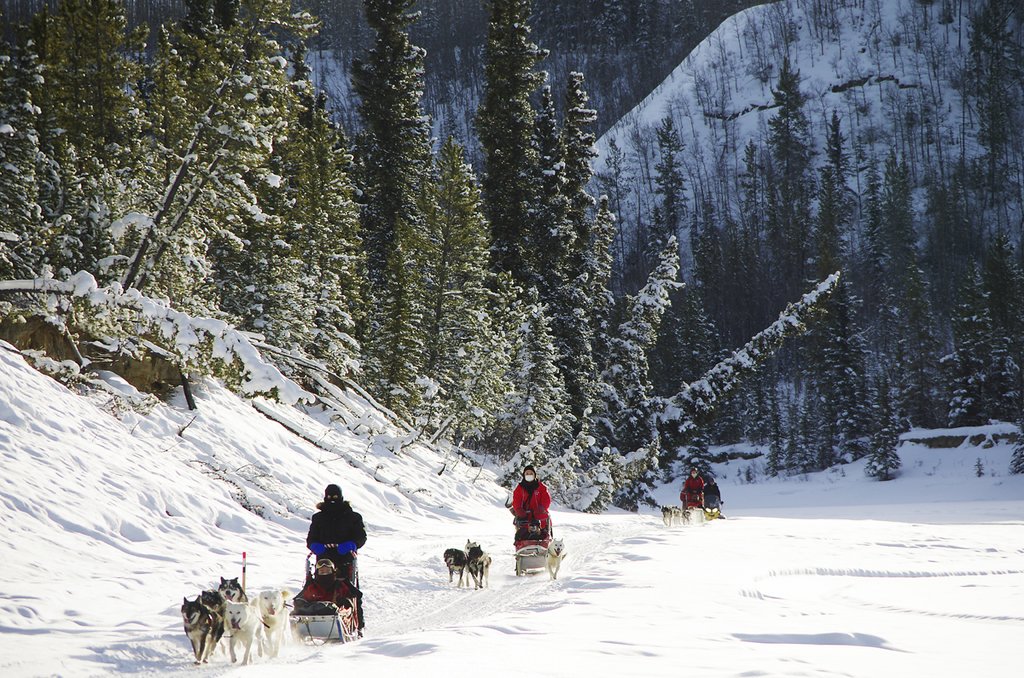 Half Day Dog sledding