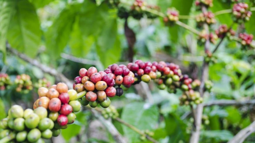 Coffee plantation in the cloud forest