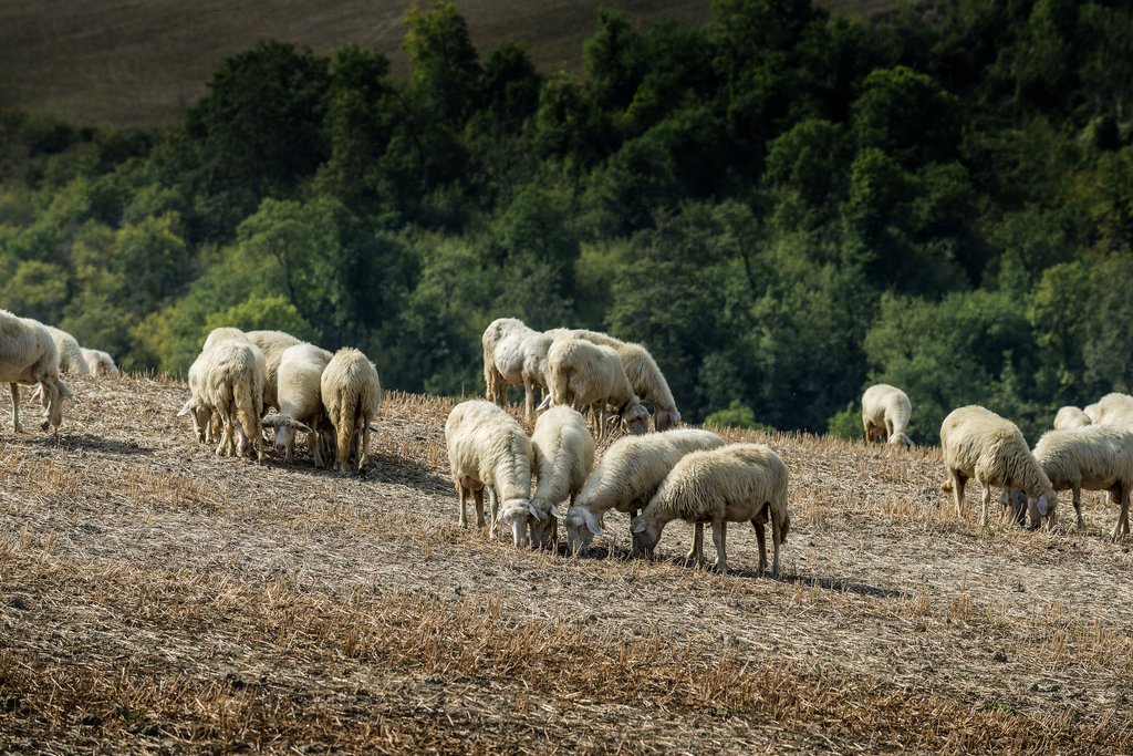 Sheep Grazing in Italy