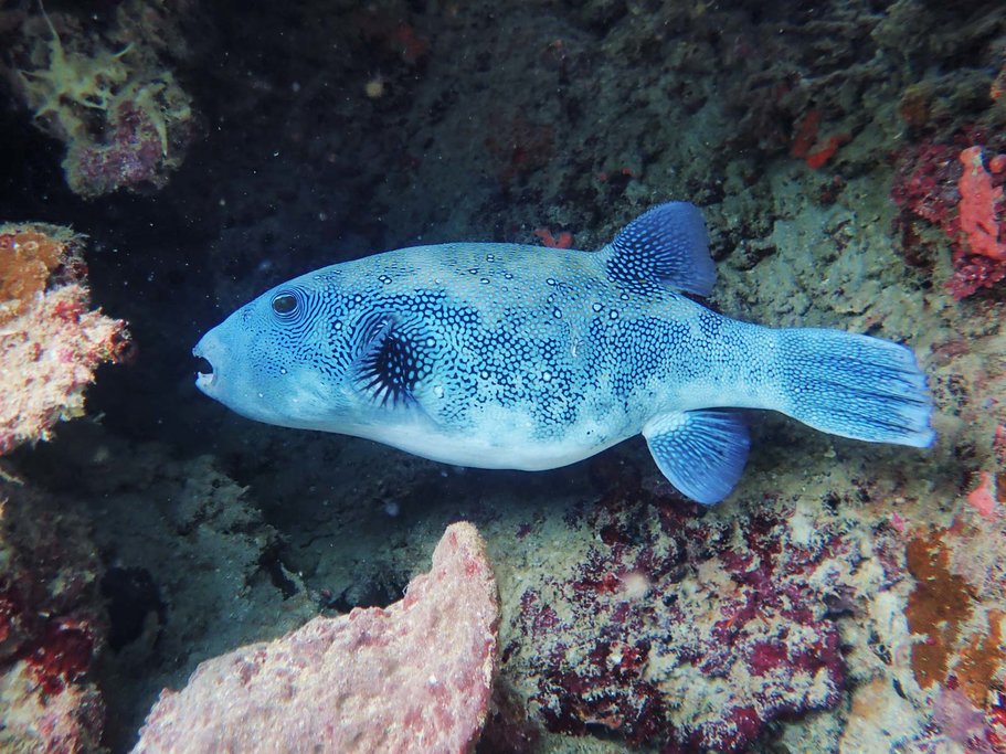 Pufferfish Menjangan
