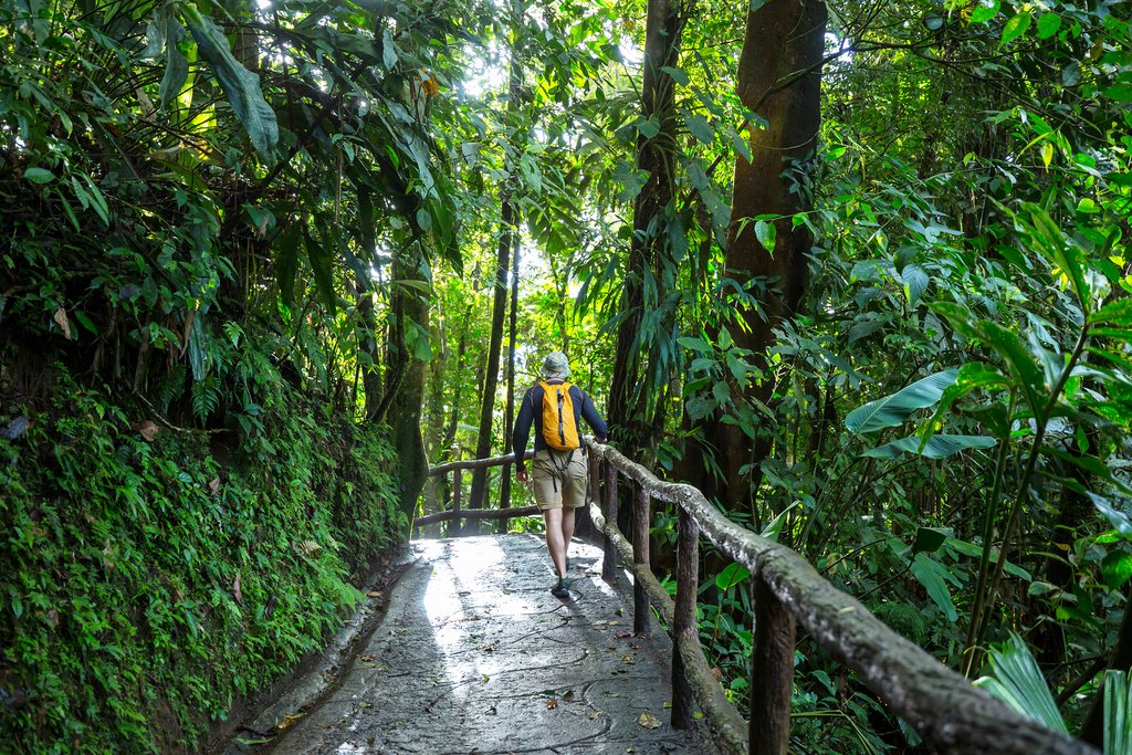 Hiking trails surrounded by tropical greenery