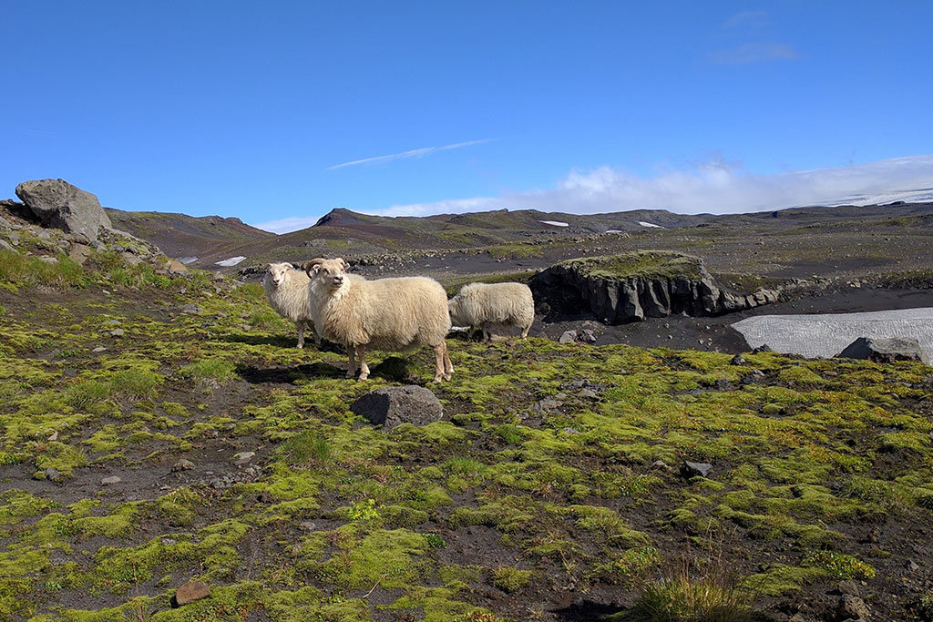 Icelandic sheep
