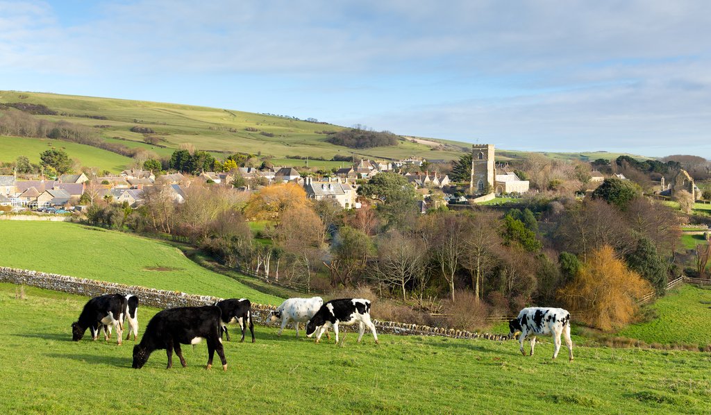 Cows graze above the village of Abbotsbury.