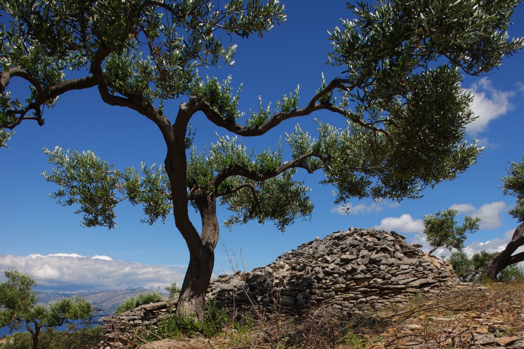 Brač Island