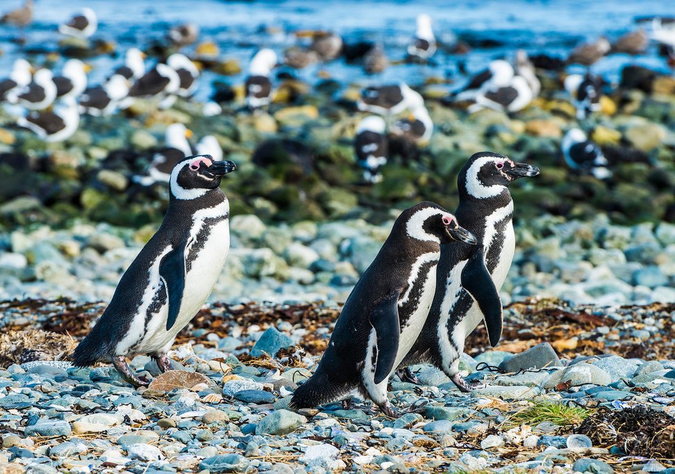 The colony of penguins on Isla Magdalena is enormous