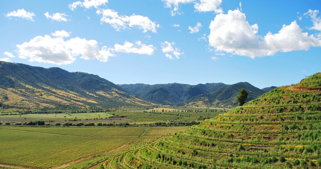 Go wine tasting in Casablanca Valley