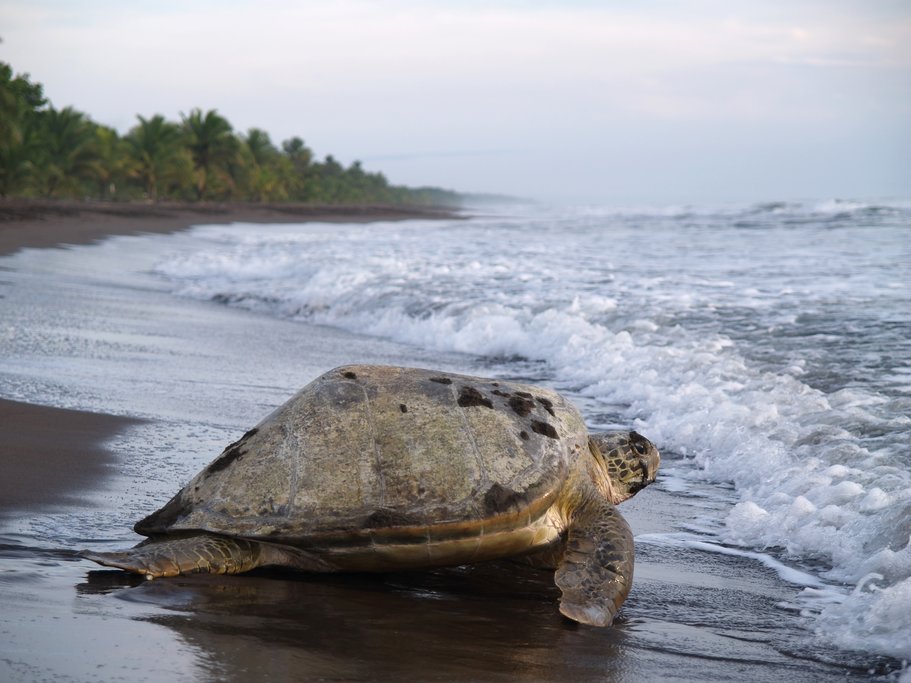 Sea Turtle in Tortuguero National Park