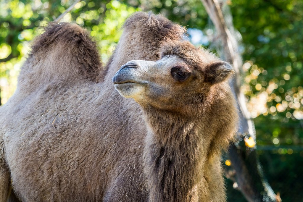 Keep your eyes out for the Bactrian camel