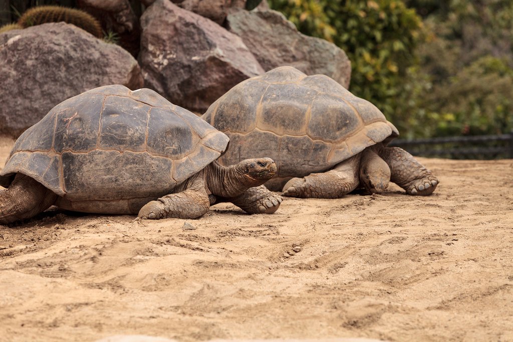 Galapagos Island giant tortoises