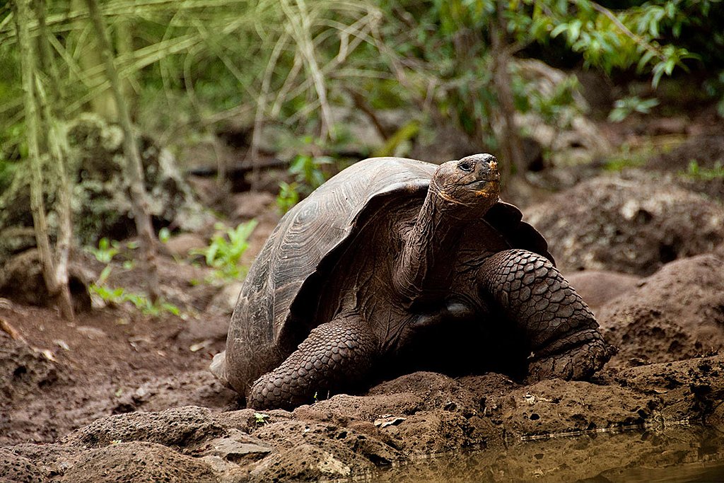 Giant Galapagos Tortoise