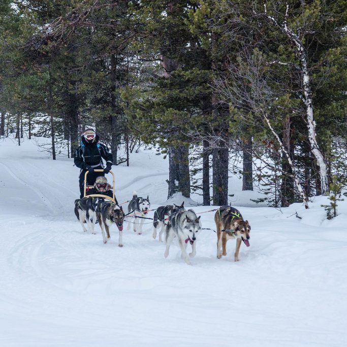 Dog sledding in the Arctic