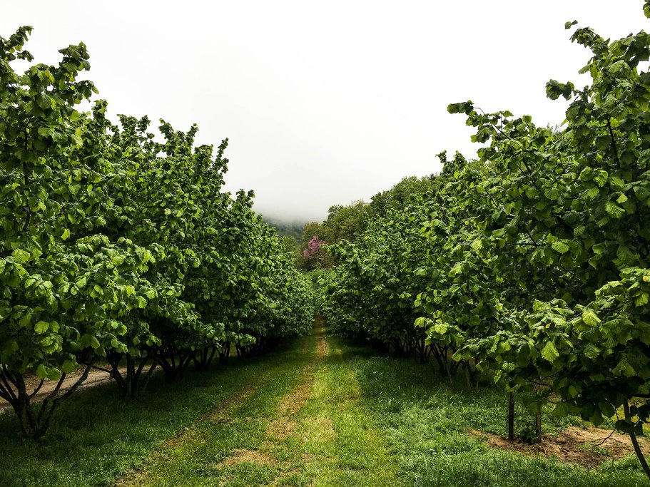 Hazelnut trees in Cortemilia