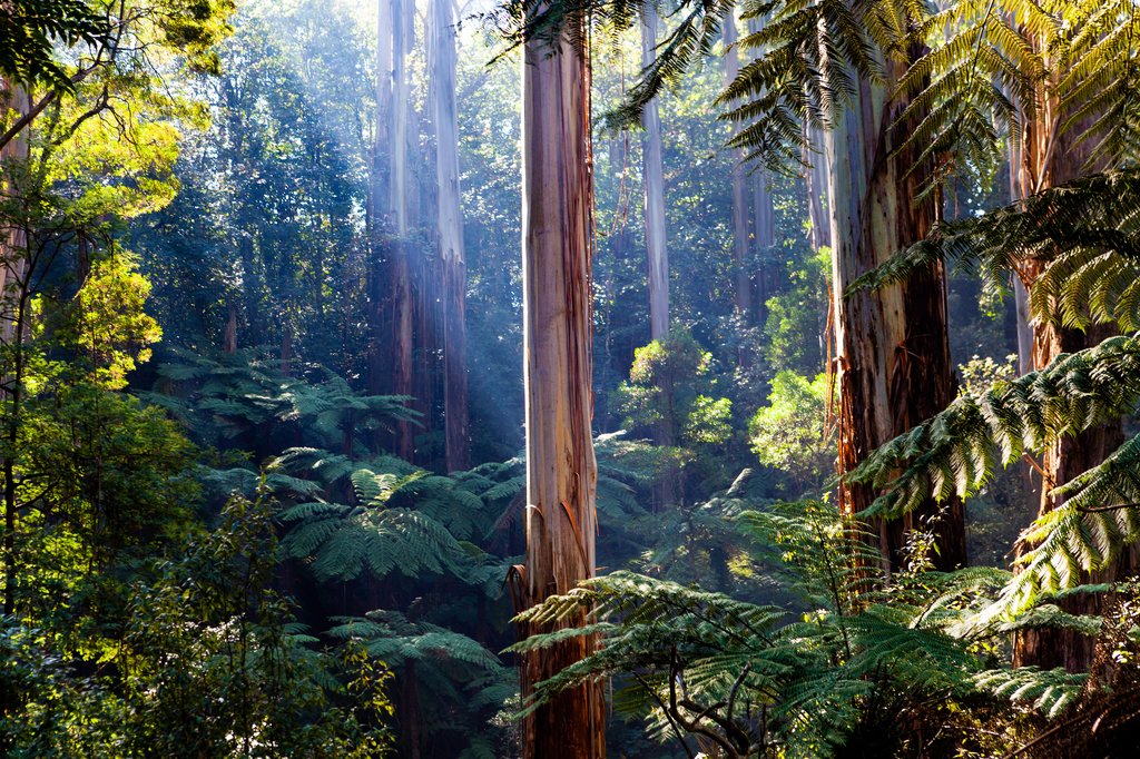 Daintree National Park