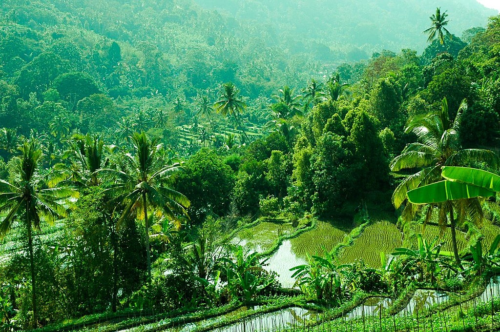 Be amazed by Bali's rice fields