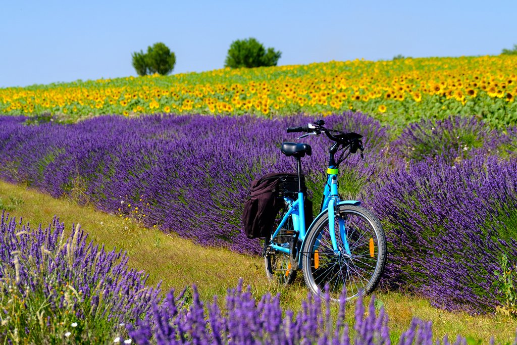 Explore the area with an electric bicycle