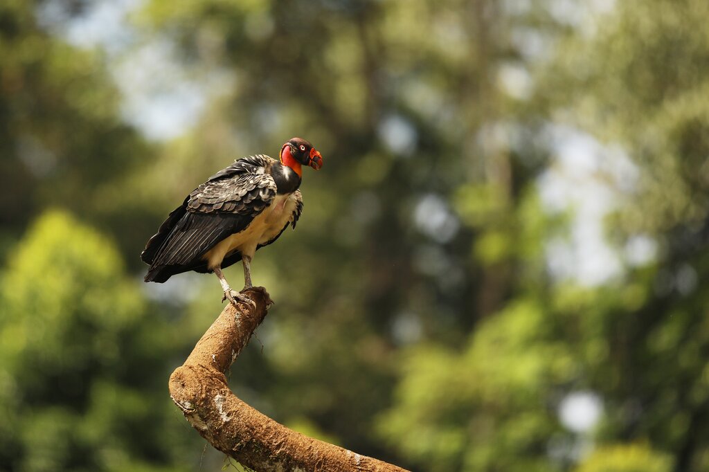 A king vulture alights on a branch near San Pedrillo in Corcovado National Park - image by scigelova