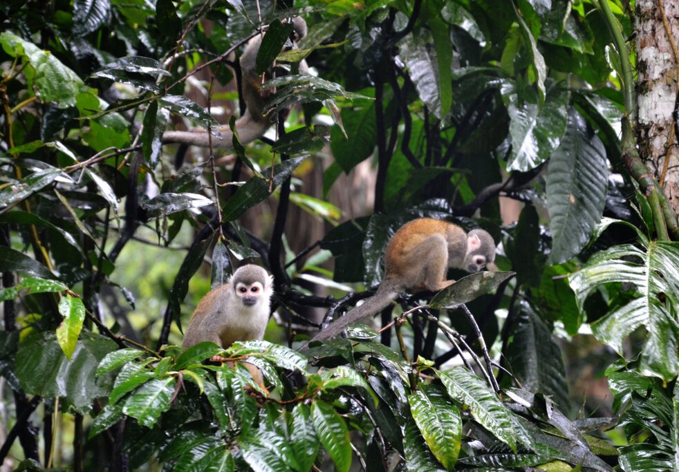 Squirrel monkeys in the Amazon